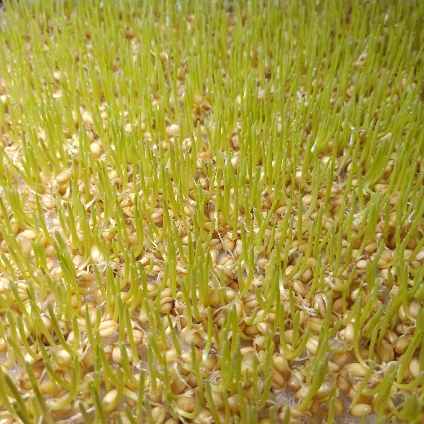 古法麦芽糖(可拉扯白色)